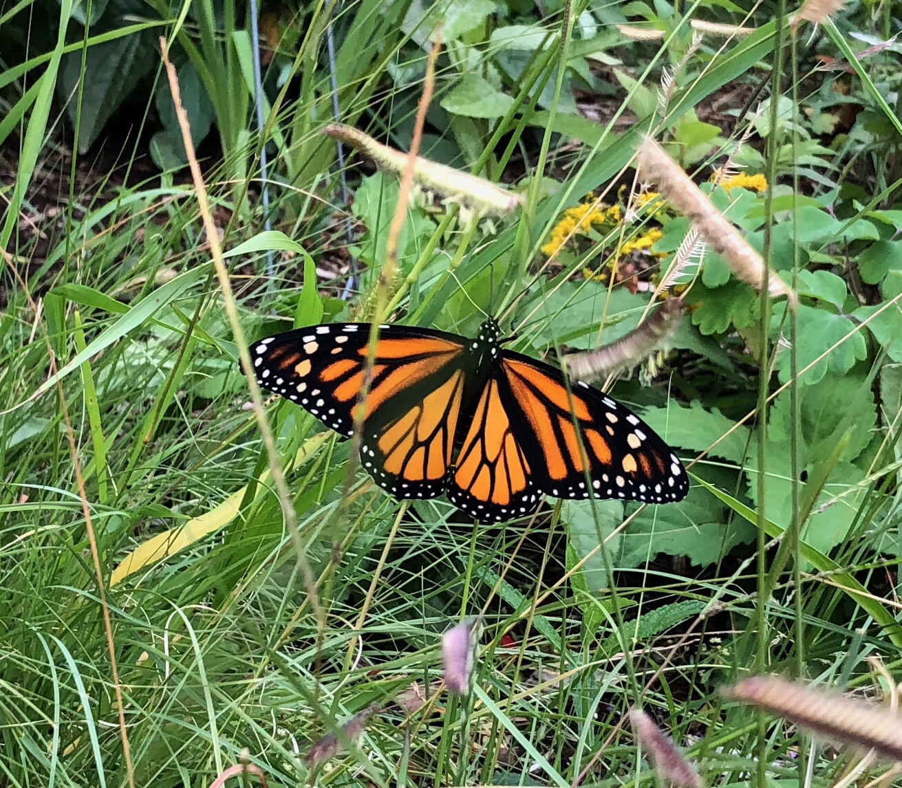 Katjana's Leadership on the Environment